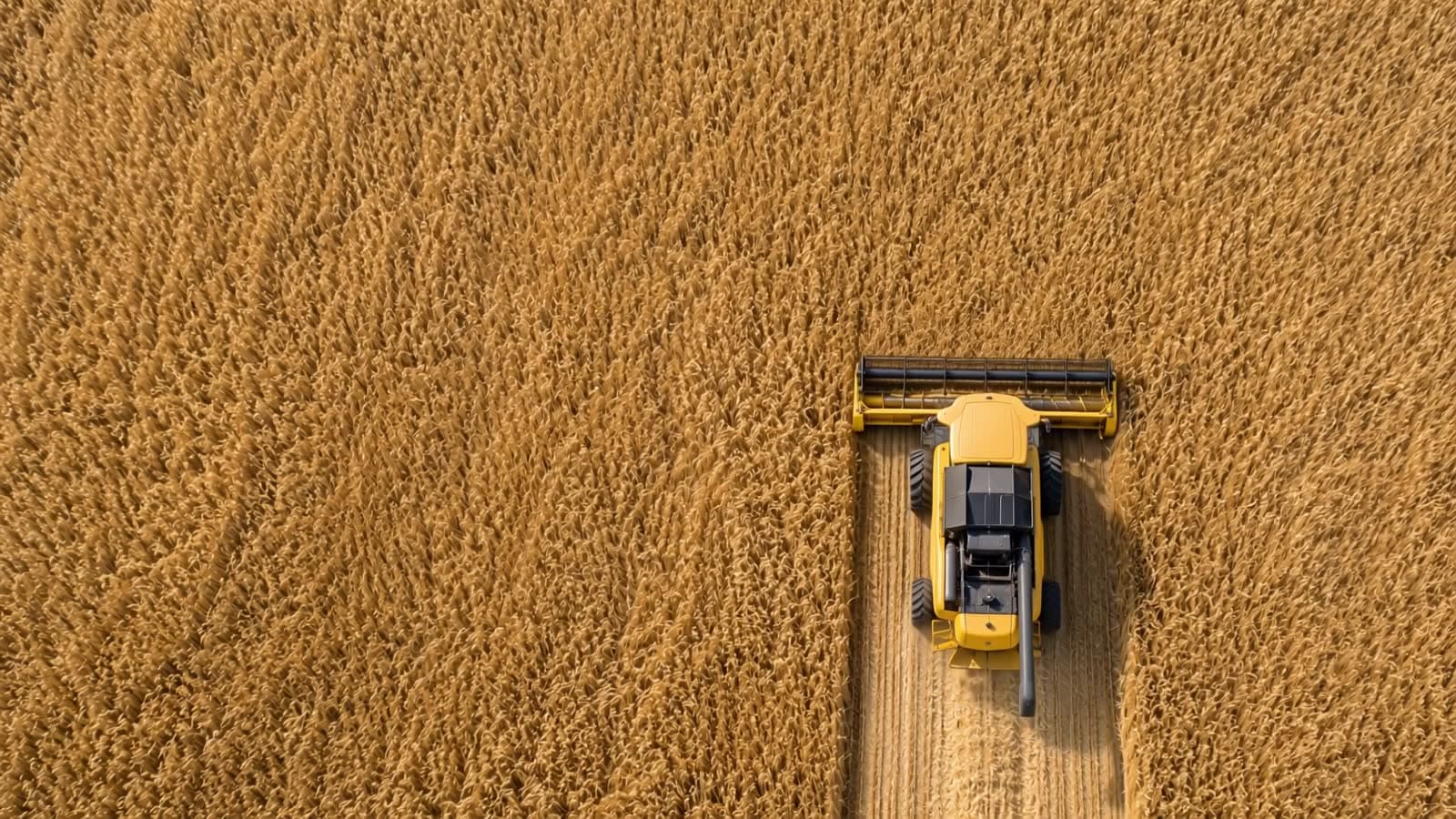 Aerial view of a combine harvester harvesting a wheat field